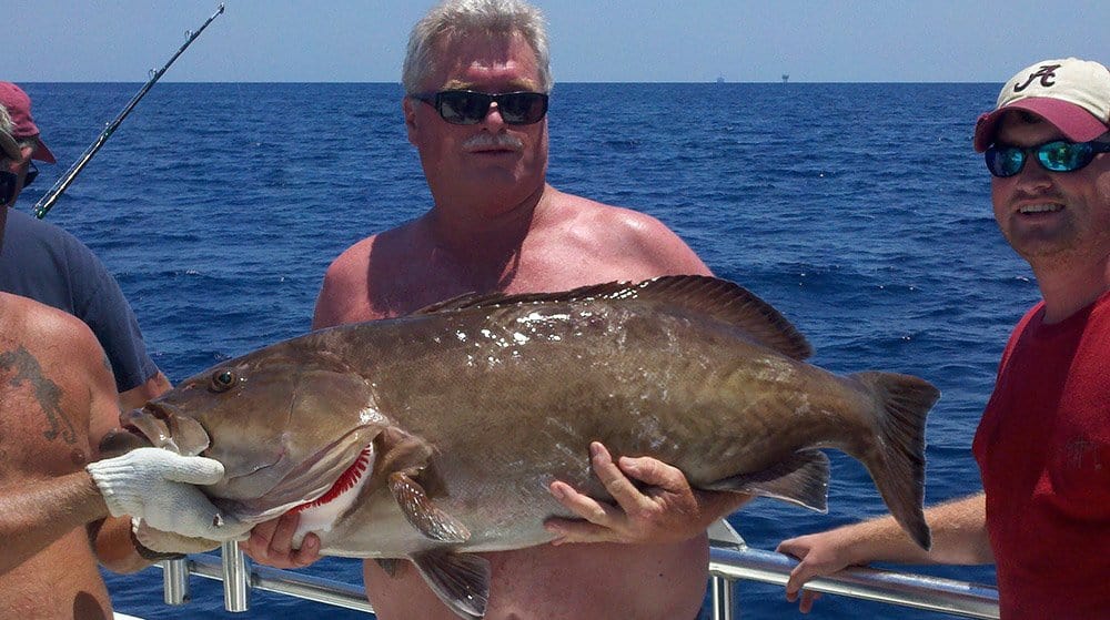 Gag Grouper with the Emerald Spirit