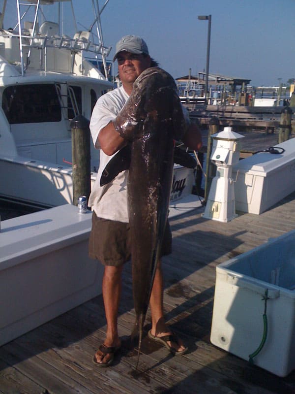 Cobia